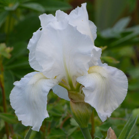 Bearded Iris - Immortaility - 4" Liners