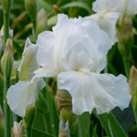 Bearded Iris - Immortaility - 4" Liners