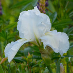 Bearded Iris - Immortaility - 4" Liners