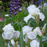 Bearded Iris - Immortaility - 4" Liners