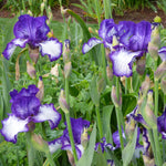 Bearded Iris - Ink Patterns - 4" Liners