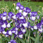 Bearded Iris - Ink Patterns - 4" Liners