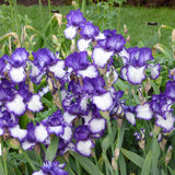 Bearded Iris - Ink Patterns - 4" Liners