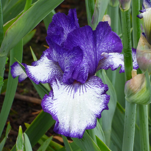 Bearded Iris - Ink Patterns - 4" Liners