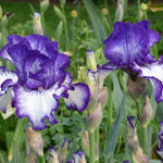 Bearded Iris - Ink Patterns - 4" Liners