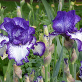 Bearded Iris - Ink Patterns - 4" Liners