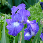 Bearded Iris - Speeding Again - 4" Liners