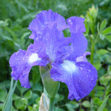 Bearded Iris - Speeding Again - 4" Liners