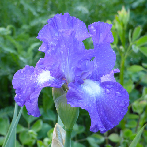 Bearded Iris - Speeding Again - 4" Liners