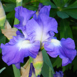 Bearded Iris - Speeding Again - 4" Liners