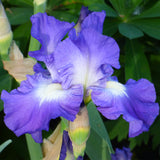 Bearded Iris - Speeding Again - 4" Liners
