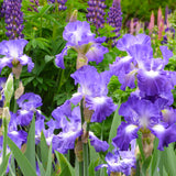 Bearded Iris - Speeding Again - 4" Liners