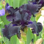 Bearded Iris - Ghost Train - 4" Liners