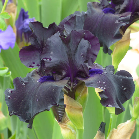 Bearded Iris - Ghost Train - 4" Liners