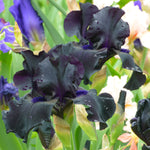 Bearded Iris - Ghost Train - 4" Liners