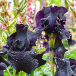 Bearded Iris - Ghost Train - 4" Liners