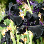 Bearded Iris - Ghost Train - 4" Liners