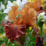 Bearded Iris - Lovely Senorita - 4" Liners