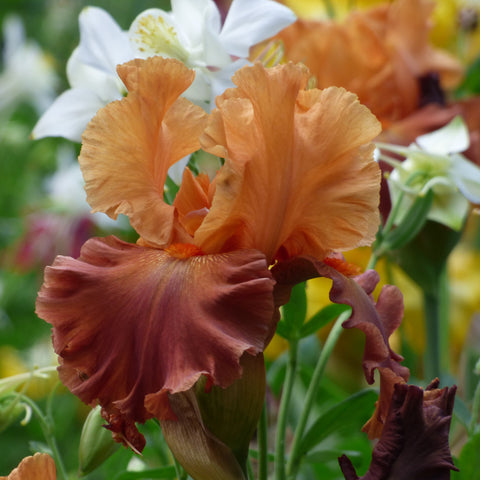 Bearded Iris - Lovely Senorita - 4" Liners