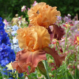 Bearded Iris - Lovely Senorita - 4" Liners