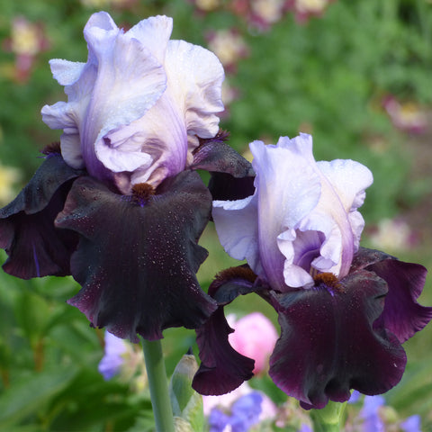 Bearded Iris - Better Together - 4" Liners