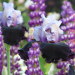 Bearded Iris - Better Together - 4" Liners