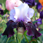 Bearded Iris - Better Together - 4" Liners