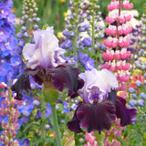 Bearded Iris - Better Together - 4" Liners