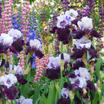 Bearded Iris - Better Together - 4" Liners