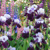 Bearded Iris - Better Together - 4" Liners