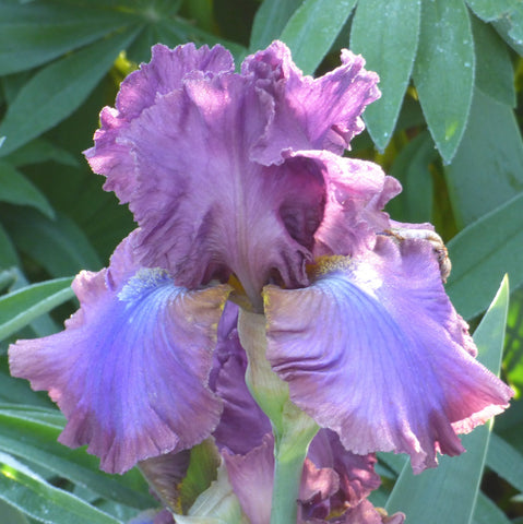 Bearded Iris - Cantina - 4" Liners