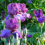 Bearded Iris - Cantina - 4" Liners
