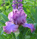 Bearded Iris - Cantina - 4" Liners