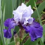 Bearded Iris - Best Bet - 4" Liners