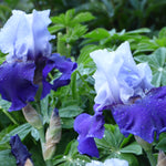 Bearded Iris - Best Bet - 4" Liners