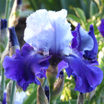 Bearded Iris - Best Bet - 4" Liners