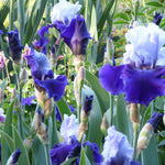 Bearded Iris - Best Bet - 4" Liners