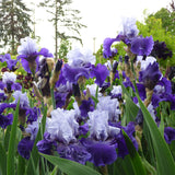 Bearded Iris - Best Bet - 4" Liners