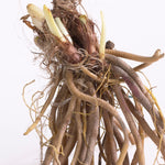 Daylily Patio Kit - with Decorative Rattan Planter, Planting Medium & Root