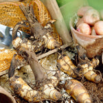 Canna - Lucifer - Patio Kit - with Decorative Rattan Planter, Planting Medium & Root