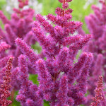 Astilbe - Blackberry Cake