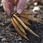 Astilbe - Visions® - Patio Kit - with Decorative Rattan Planter, Planting Medium & Root