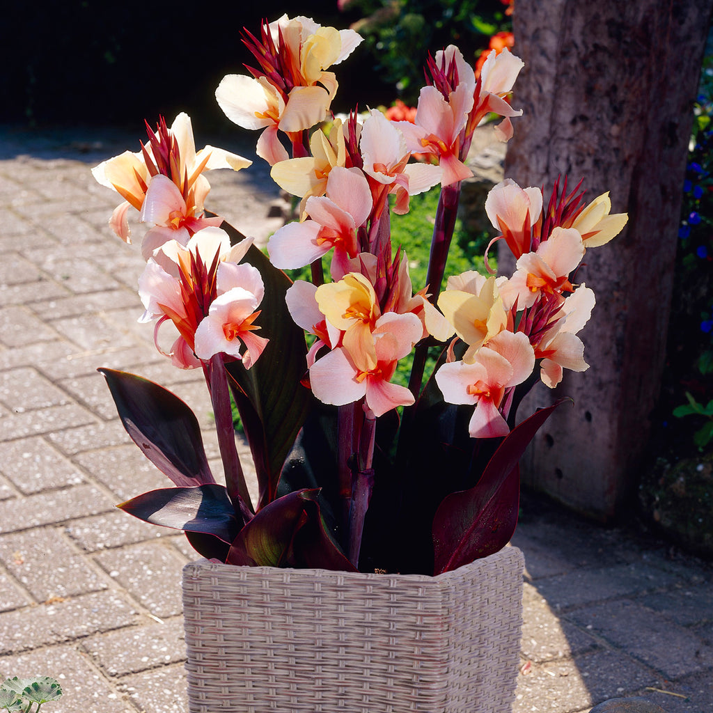 Canna - Angel Martin - Patio Kit
