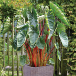 Elephant Ear - Hawaiian Punch - Patio Kit - with Decorative Rattan Planter, Planting Medium & Root
