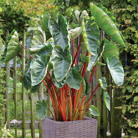 Elephant Ear - Hawaiian Punch - Patio Kit - with Decorative Rattan Planter, Planting Medium & Root