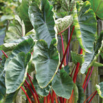 Elephant Ear - Hawaiian Punch - Patio Kit - with Decorative Rattan Planter, Planting Medium & Root