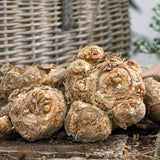 Calla - Lavender Sensation - Patio Kit - with Decorative Rattan Planter, Planting Medium & Root