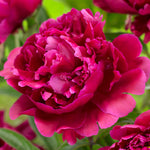 Peony - Karl Rosenfield - Patio Kit - with Decorative Rattan Planter, Planting Medium & Root