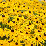 Monarch Rescue Sun Garden