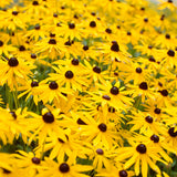 Monarch Rescue Sun Garden